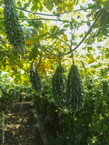 фотографія Bitter gourd cultivation in a rural agricultural farm