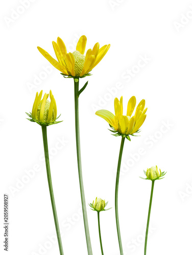 Yellow rudbeckia triloba flowers and buds isolated on transparent background, three-lobed coneflower stems.