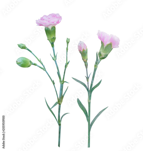 Pink carnation flowers bouquet isolated on transparent background