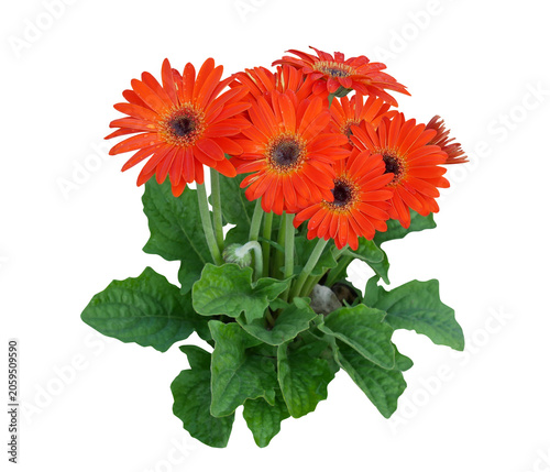 Orange gerbera daisy flowers bush isolated on transparent background