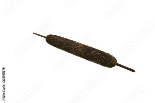 reed isolated on white background