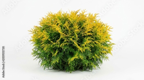 Small evergreen shrub with yellow and green foliage isolated on white background