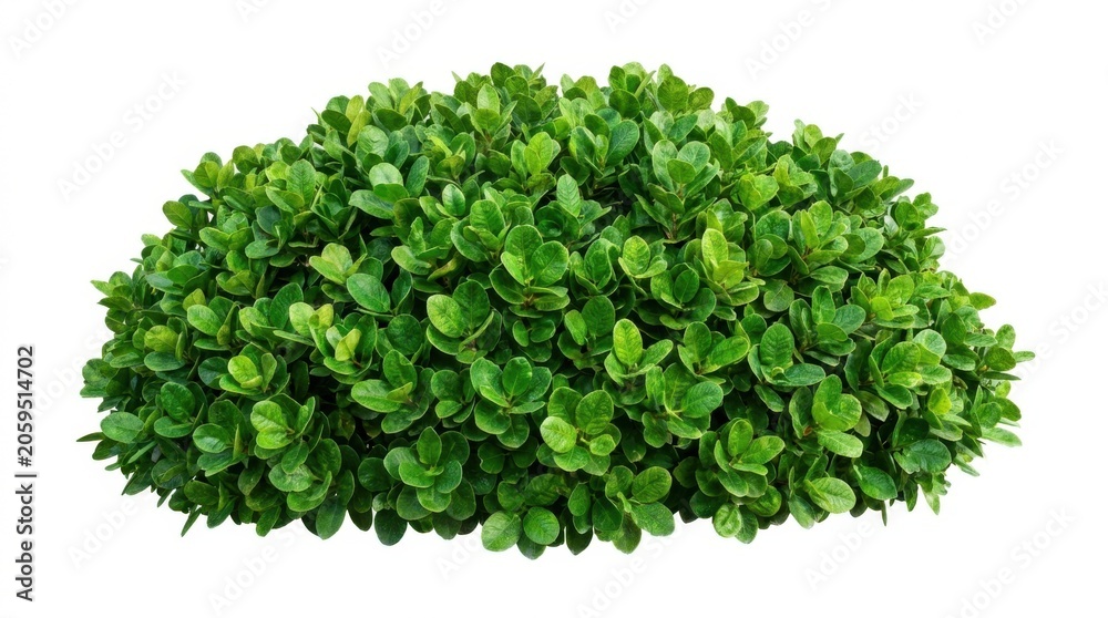 Fototapeta premium Green bush isolated on white background