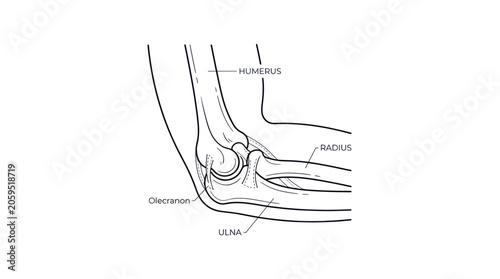 Bild auf Leinwand Human elbow joint anatomy with humerus radius and ulna bones