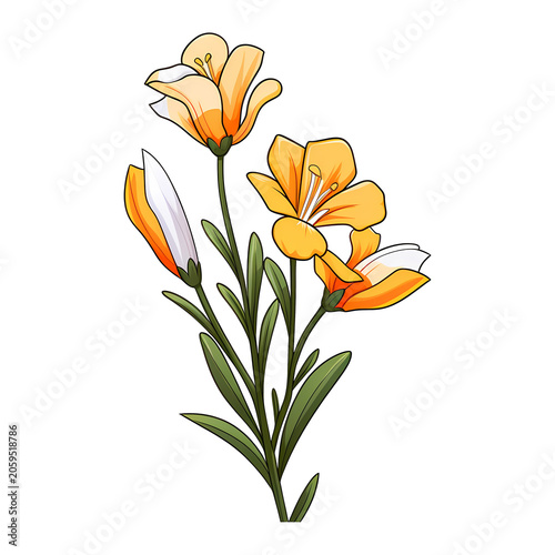 Freesia flower isolated