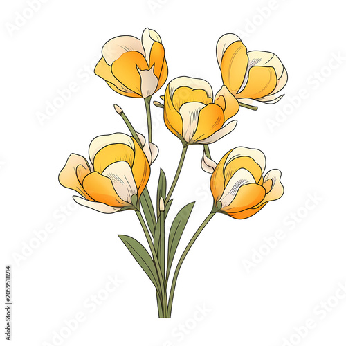 Freesia flower isolated