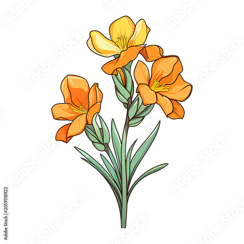 Freesia flower isolated