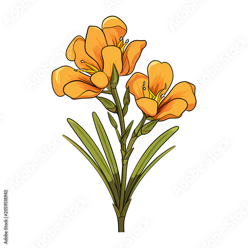 Freesia flower isolated