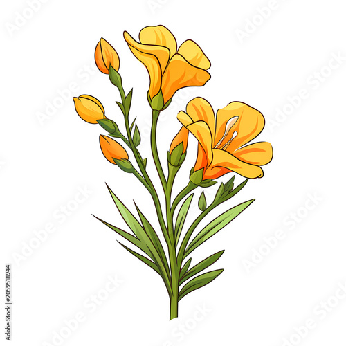 Freesia flower isolated