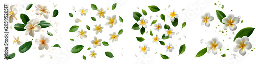 White flowers and green leaves falling isolated on transparent background