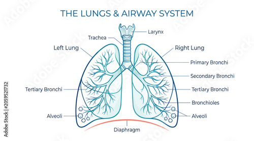 Human respiratory system anatomical diagram with lungs and airways