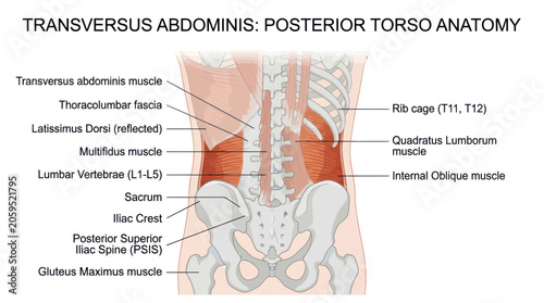 Obraz na płótnie Posterior torso anatomy showing transversus abdominis and lumbar spine