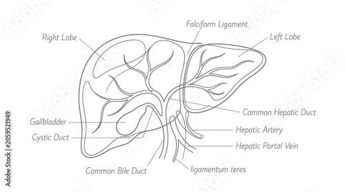 Billede på lærred Labeled human liver anatomy showing lobes gallbladder and ducts