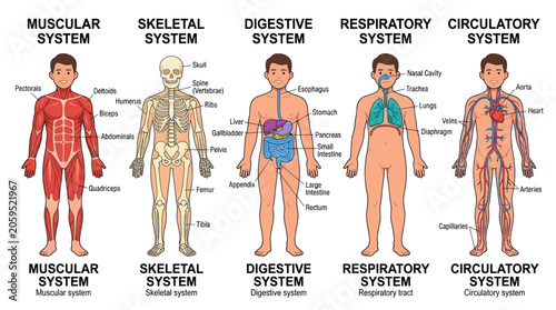 Human body systems educational diagram with labels
