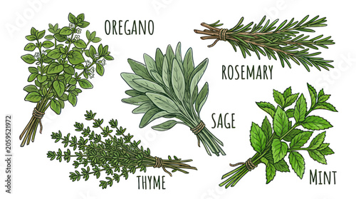 Fresh culinary herbs collection with oregano rosemary sage thyme mint