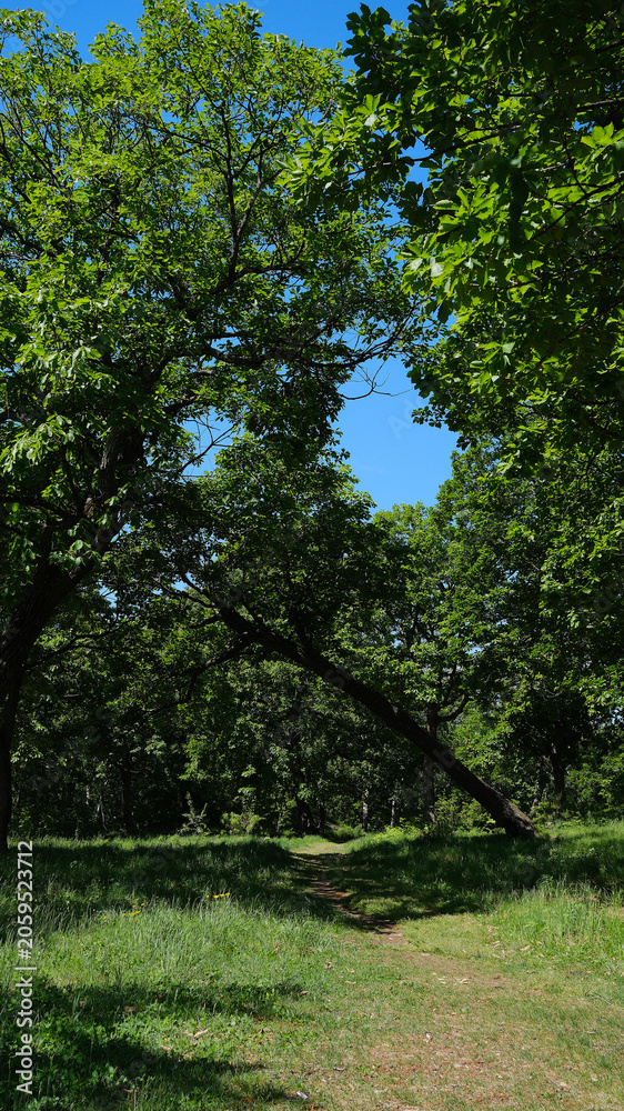 Fototapeta premium A winding path through a dense, summer forest.