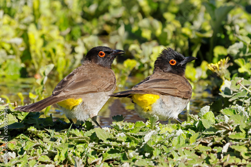 A pair of African red-eyed bulbul (Pycnonotus nigricans) perched on the ground, South Africa