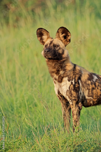 Portrait of an African wild dog or painted hunting dog (Lycaon pictus), Madikwe game reserve, South Africa