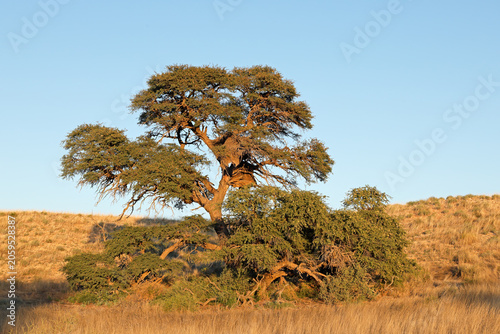 A large African camel-thorn tree (Vachellia erioloba) on a sand dune, Kalahari desert, South Africa