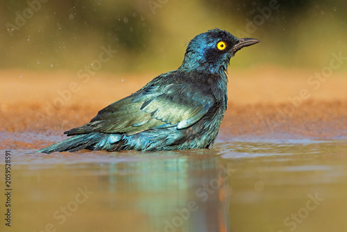 A colorful Cape glossy starling (Lamprotornis nitens) bathing in shallow water, South Africa