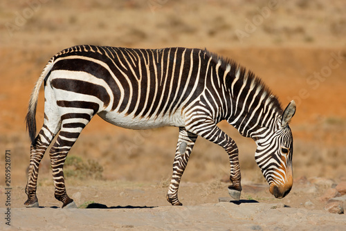A Cape mountain zebra (Equus zebra) in natural habitat, Mountain Zebra National Park, South Africa
