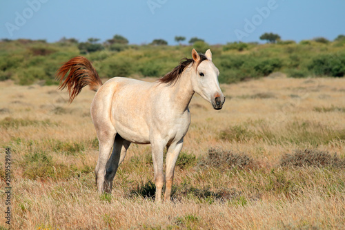 A white free-range horse standing in open grassland, South Africa