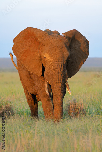 A large African elephant bull (Loxodonta africana) in natural habitat, Madikwe game reserve, South Africa
