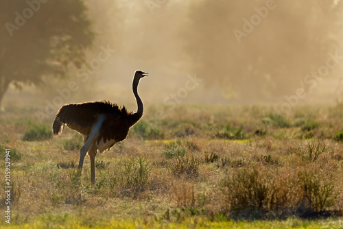 An ostrich (Struthio camelus) walking in late afternoon light, Kalahari desert, South Africa