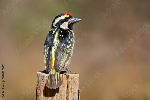 An alert pied barbet (Tricholaema leucomelas) perched on a stump, South Africa