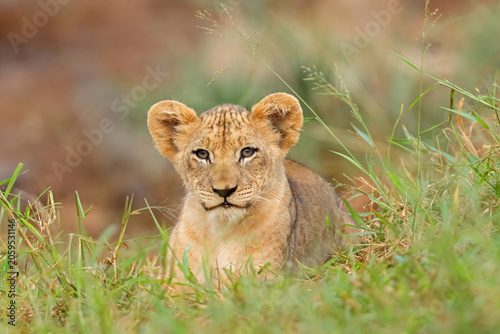 Portrait of a mall African lion cub (Panthera leo) in natural habitat, South Africa