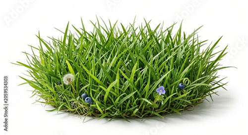 Fresh Green Grass Isolated on White Background