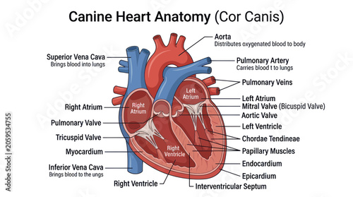Foto Canine heart anatomy diagram showing internal structure and labels