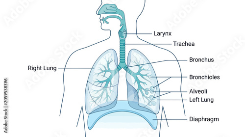 Bild auf Leinwand Human respiratory system diagram with anatomical labels