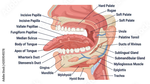 Canvas Print Human mouth and tongue anatomy diagram with labels