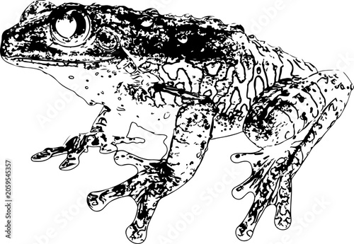 Detailed black and white illustration of a frog