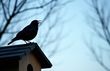 Black bird silhouette sings on birdhouse roof against blue sky with bare tree branches. Early spring avian wildlife, nature background photo for concept.