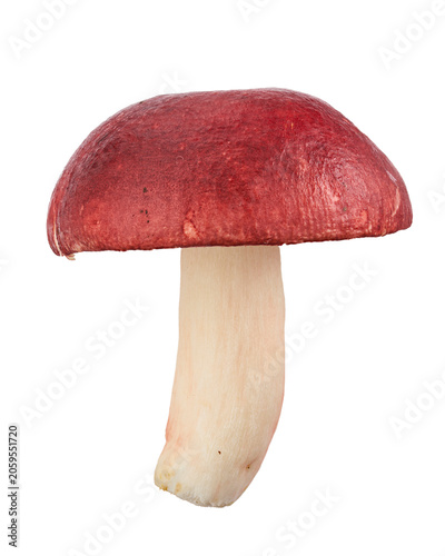 Edible Russula xerampelina mushroom, also known as shrimp mushroom or crab brittlegill, isolated on transparent background with clipping path. Ideal for food, botanical and mycology projects.