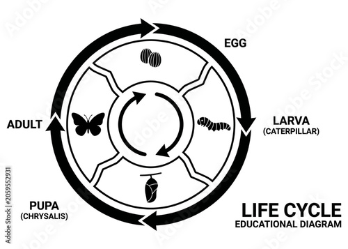 Life Cycle Educational Diagram Monochrome Flat Vector_26