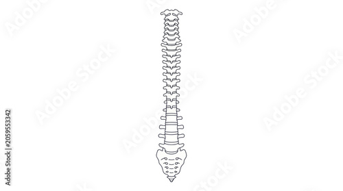 Human spine anatomical outline of the vertebral column