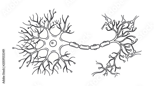 Bild auf Leinwand Neuron structure with axon and dendrites in line art