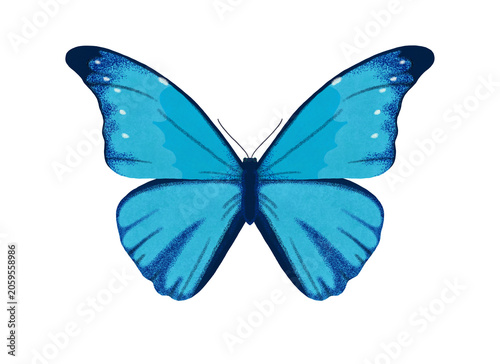 モルフォチョウ属 Images – Browse 20 Stock Photos, Vectors, and