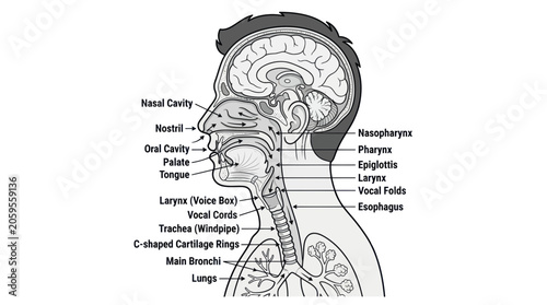 Schilderij op canvas Labeled anatomy of the human upper respiratory and vocal system