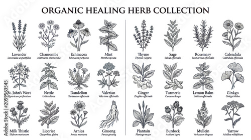 Εκτύπωση καμβά Organic healing herb collection with vintage botanical sketches