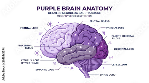 Tableau sur toile Purple human brain anatomy chart with labeled neurological regions