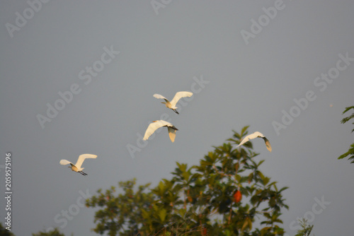 Flock of white egrets flying in formation over green treetops during evening sunset light beautiful wildlife photography of herons in sky