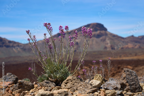 Quadro su tela Teide wallflower on volcanic terrain