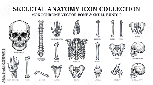 Fotografia Human skeletal anatomy icon collection with skull and various bones