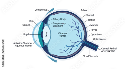 Obraz na płótnie Human eye anatomy diagram with detailed parts and labels