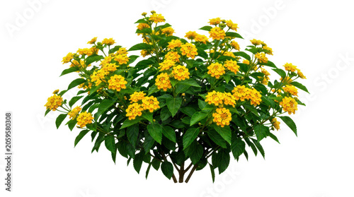 Small green bush with bright yellow flowers blooming in a sunny garden isolated on transparent background