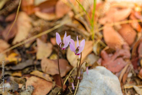 Blooming wild cyclamen flowers in a forest